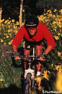 Mountain biker in wildflowers