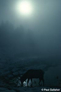 Elk feeding in misty morning light
