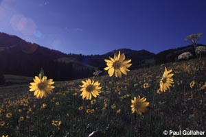 Black eyed susans