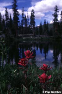 Wildflowers with lake