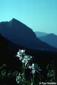Wildflowers with Mt. Crested Butte in background