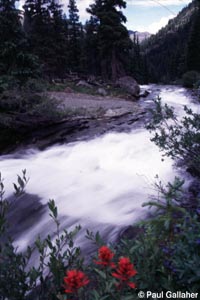 Wildflowers near mountain stream