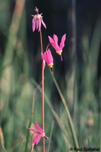 Wildflowers in meadow