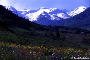 Wildflowers with mountains in background
