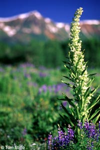Monument plant