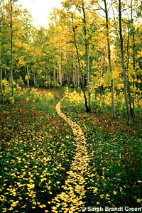 The Woods Walk in the Fall