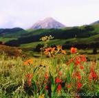 Beautiful photography from Teresa Cesario! Crested Butte wild flowers are a sight to be seen!