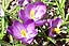 The grass is finally turning bright green and colorful wild flowers are springing up all over Crested Butte!