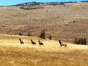 Fall is in full swing here in Crested Butte, but we are getting closer and closer to the winter months! These elk were seen on the side of Highway 135. What a sight!