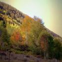 I rode my bike out Peanut Lake and saw this beautiful orange aspens.