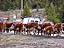 The Annual Winter Cattle Drive plugged the streets of Crested Butte this afternoon. Some patient drivers had to 