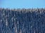 Snow covers the trees of Gibson's Ridge on a very cold (-20 F) and clear winter morning.