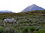 Horse grazing near town on a warm summer evening.