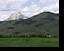 The recent rains have kept the grasses green and the horses happy.