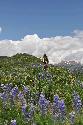 Wildflower heaven riding mountain bikes in Crested Butte. Fat Tire Bike Week June 2010.