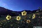 Black eyed susans