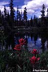 Wildflowers with lake