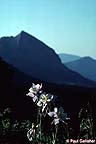 Wildflowers with Mt. Crested Butte in background