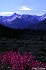 Wildflowers with mountains in background