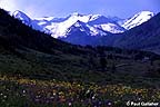 Wildflowers with mountains in background