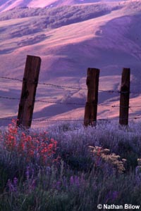 Wildflowers along a fencerow