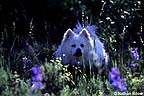 Dog in flowers