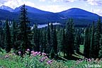 Alpine meadow with wildflowers