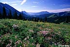 Alpine meadow with wildflowers