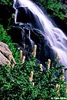 Alpine waterfall with wildflowers