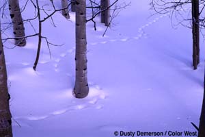 Animal tracks in snow