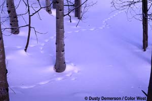 Animal tracks in snow