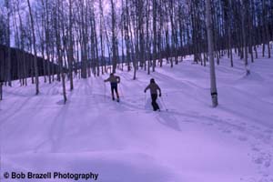 Skiers touring through aspens