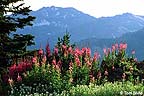 Fireweed and Pearly Everlasting wildflowers