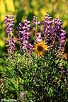 Lupine and Aspen Sunflower wildflowers