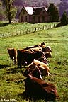 Ranching in Crested Butte