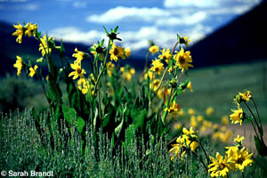 Wild Sunflowers