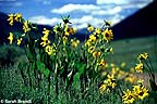 Wild Sunflowers