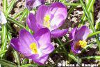 Colorful wildflowers blossoming in late April.