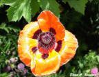 Bright Poppy in early July.