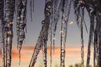 Icicles at dawn