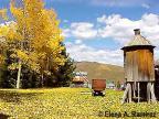 The golden layer of autumn adorns a local yard.