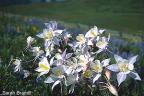 Blue Columbine and summer breezes.