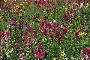 Paintbrush in full bloom