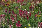 Paintbrush in full bloom