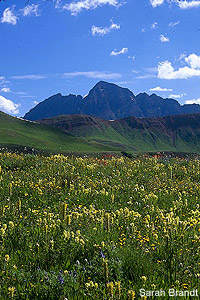 Mountain peaks and wildflowers