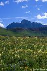 Mountain peaks and wildflowers