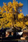 Fall in Crested Butte