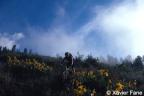 Rider in sunflowers