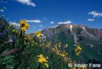 Sunflowers on Baldy