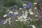 Summer wildflowers.